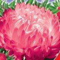 Роза Турм насіння айстри піоноподібної (GL Seeds)