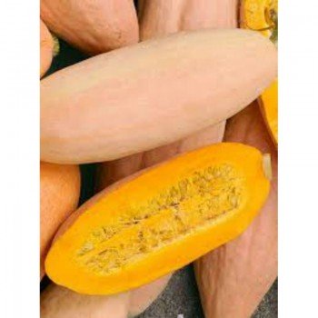 Розовый банан семян тыквы (GL Seeds)