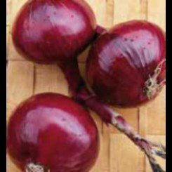 Рубин семян лука репчатого красного (GL Seeds)