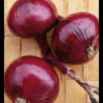 Рубин семян лука репчатого красного (GL Seeds)