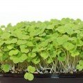 Рукола тонколистяне насіння мікрозелене (Agrocity)