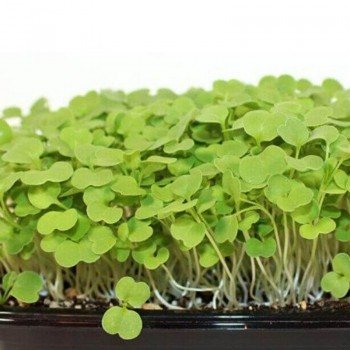 Рукола тонколистяне насіння мікрозелене (Agrocity)
