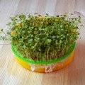 Рукола тонколистяне насіння мікрозелене (Agrocity)