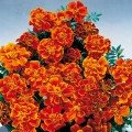 Сафарі скарлет насіння чорнобривців французьких розлогих (Benary)