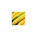 Саміт F1 насіння кукурудзи суперсолодкої Sh2 біколор (Dorsing Seeds)