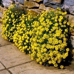 Самміт насіння аурінії (аліссума скельного)