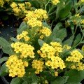 Самміт насіння аурінії (аліссума скельного)