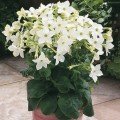 Саратога F1 біла (white) насіння тютюну крилатого (Syngenta)
