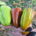 Сенатор F1 семян перца сладкого (Solare Sementi)