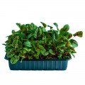 Щавель Кривава Мері насіння мікрозелене (Agrocity)