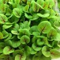 Щавель Кривава Мері насіння мікрозелене (Agrocity)