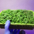 Щавель Кривава Мері насіння мікрозелене (Agrocity)