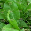 Широколисте насіння щавлю (Satimex)