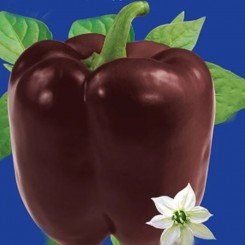Шоколадное чудо семян перца сладкого среднеспелого 140-160 гр.(GL Seeds)