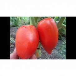 Сибірська трійка насіння помідора індетермінантного (GL Seeds)