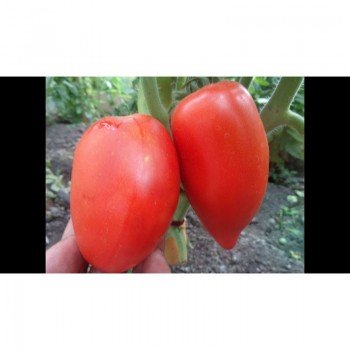 Сибирская тройка семян помидора индетерминантного (GL Seeds)