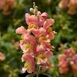 Снептини F1 персиковый (peach) семена карликового антирринума (Syngenta)