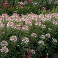 Спарклер блаш насіння клеоми (Syngenta)