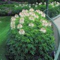 Спарклер блаш насіння клеоми (Syngenta)