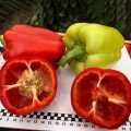 Спліт F1 насіння перцю солодкого тип Блочний (Lark Seeds)