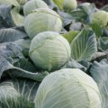Супер Колобок F1 насіння капусти пізньої 115-120 дн. 3-6 кг окр. (Lucky Seed)