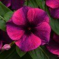 Тату F1 блек черри (black cherry) семян катарантуса 25-36см (Pan American)
