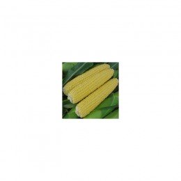 Тесты Мир F1 семена кукурузы суперсладкой Sh2 (Wing Seed)