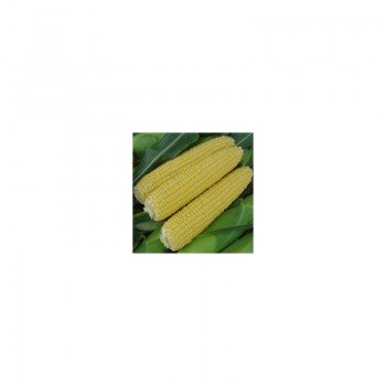 Тесты Мир F1 семена кукурузы суперсладкой Sh2 (Wing Seed)