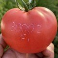 ТЛ 30002 F1 (TL 30002 F1) семена томата индетерминантного (Sakata)