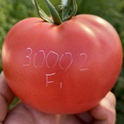 ТЛ 30002 F1 (TL 30002 F1) семена томата индетерминантного (Sakata)