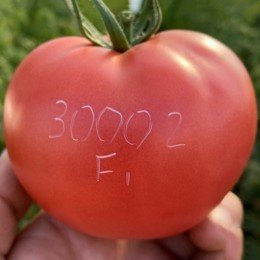 ТЛ 30002 F1 (TL 30002 F1) семена томата индетерминантного (Sakata)