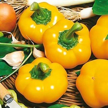 Топепо Йеллоу семена перца сладкого (Hortus)