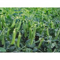 Трофи семян гороха (Syngenta)
