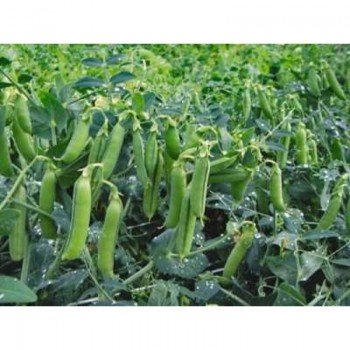 Трофі насіння гороху (Syngenta)