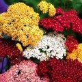 Деревій суміш (mix) насіння (Moravoseed)