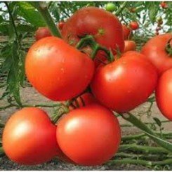 Убийственная сила семян помидора детерминантного (GL Seeds)