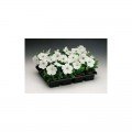 Ура F1 белая (white) семена петунии мультифлора (Syngenta)