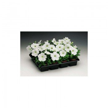 Ура F1 белая (white) семена петунии мультифлора (Syngenta)