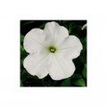 Ура F1 белая (white) семена петунии мультифлора (Syngenta)