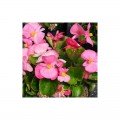 Варсити F1 розовая (pink) семена бегонии (Syngenta)