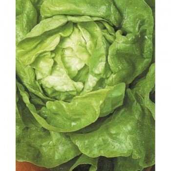 Верная семена салата тип Айсберг (Яркая)
