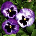 Колоссус F1 лавандовый сюрприз семян виолы (Syngenta)