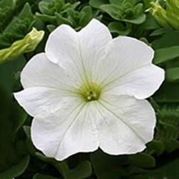 Віртуоз Вайт (White) насіння петунії великоквіткової (Kitano Seeds)