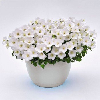 Перлина біла (white) насіння дзвоника (Benary)