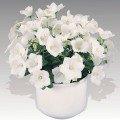 Перлина біла (white) насіння дзвоника (Benary)