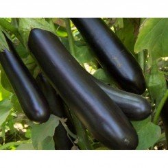 Жизель F1 семян баклажана раннего (GL Seeds)