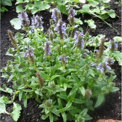 Молдавский змееголовник Горыныч семян (GL Seeds)