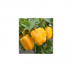Золотий фіаніт насіння перцю солодкого (GL Seeds)