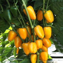 Яла насіння перцю солодкого (Moravoseed)