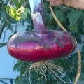 Ялтинская F1 семена лука репчатого красного (Lucky Seed)